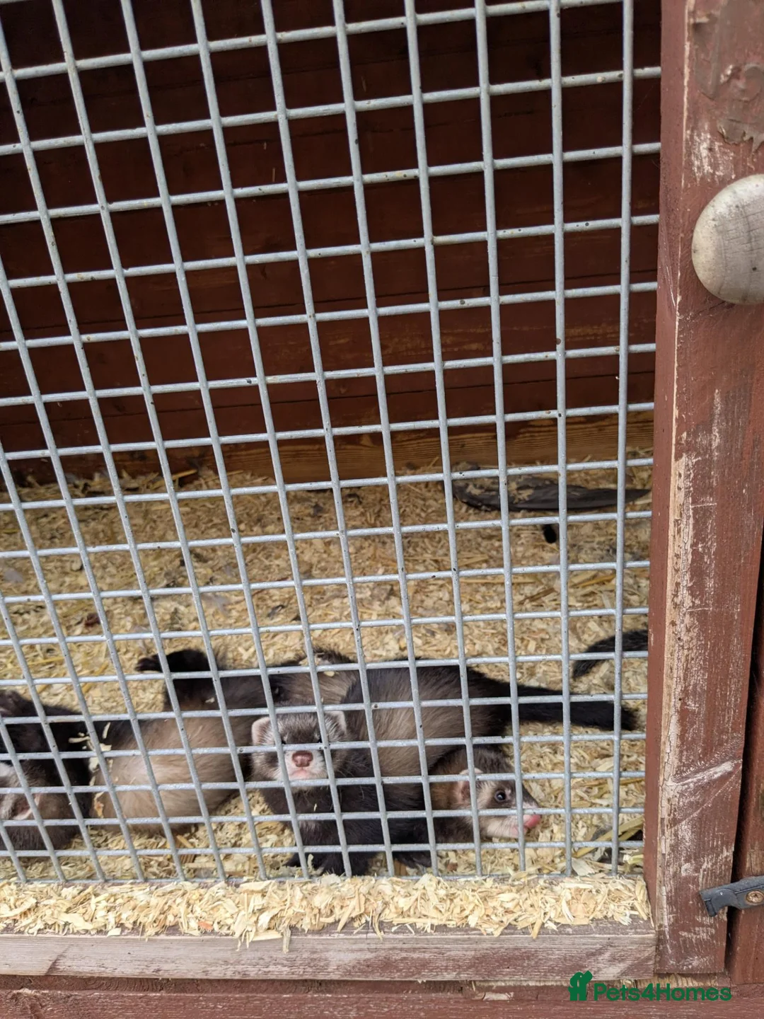 Ferret rodents for sale: Lovely ferret kits - Advert 2