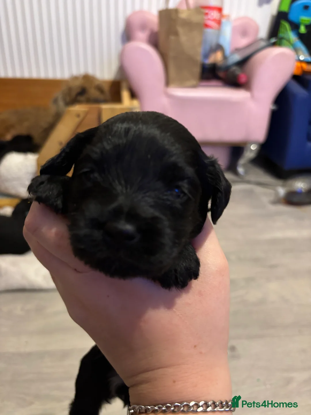 Mixed Breed dogs for sale: One girl puppie - Advert 8