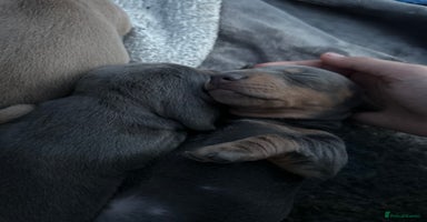 Miniature Dachshund dogs - Advert 12