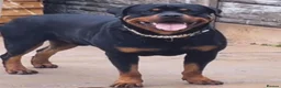 Rottweiler dogs for sale: Rottweiler puppies for sale in Oldbury - Advert 2