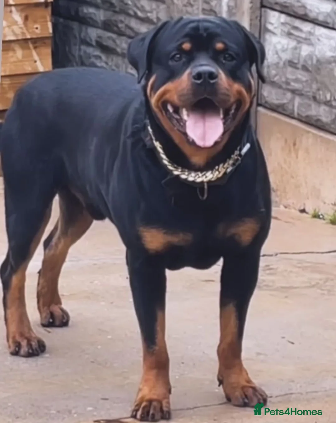 Rottweiler dogs for sale: Rottweiler puppies for sale in Oldbury - Advert 2