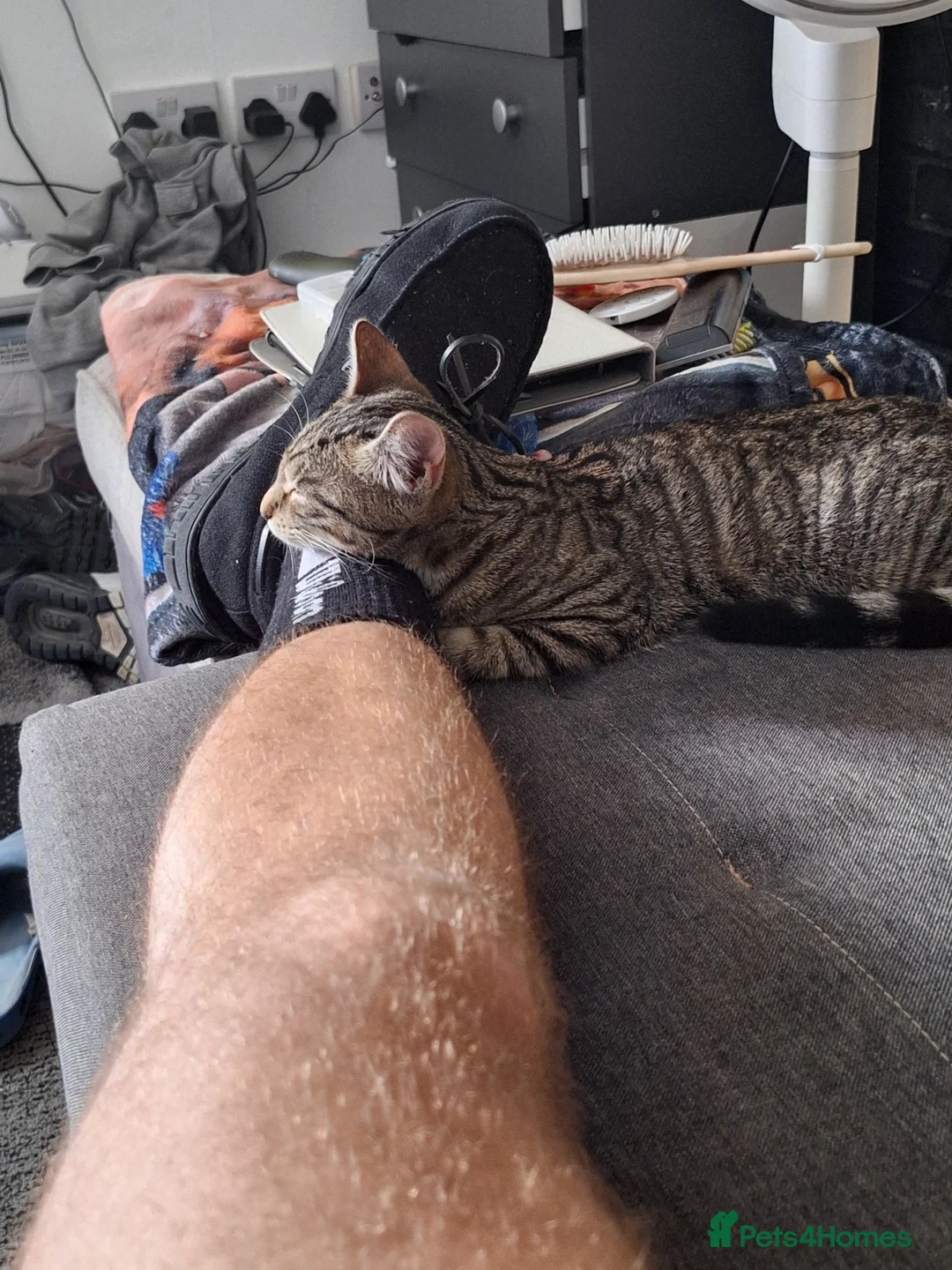 Mixed Breed cats for sale: 14 week old kittens in Harlow - Advert 3