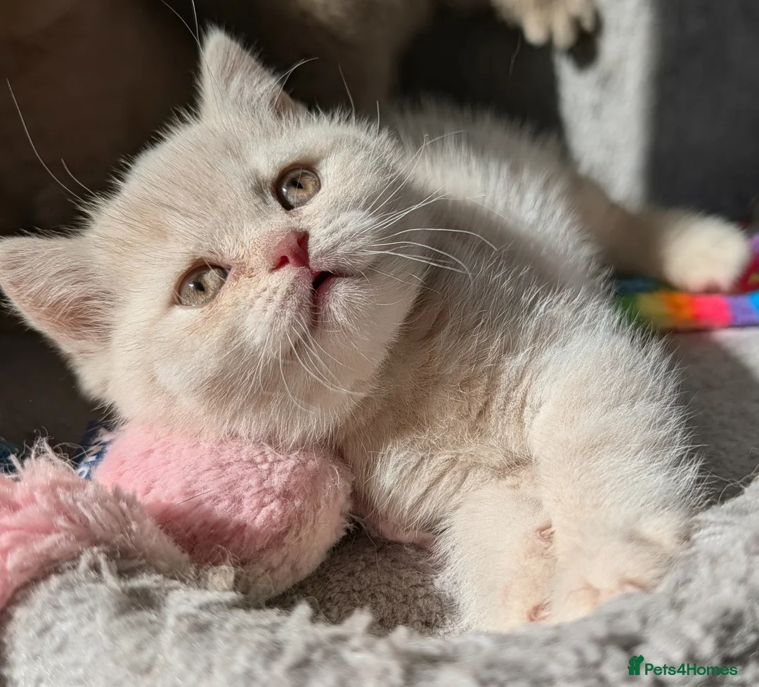 British Shorthair cats for sale: 💕Exceptional British Shorthair Kittens💕💕 in Derby - Advert 6