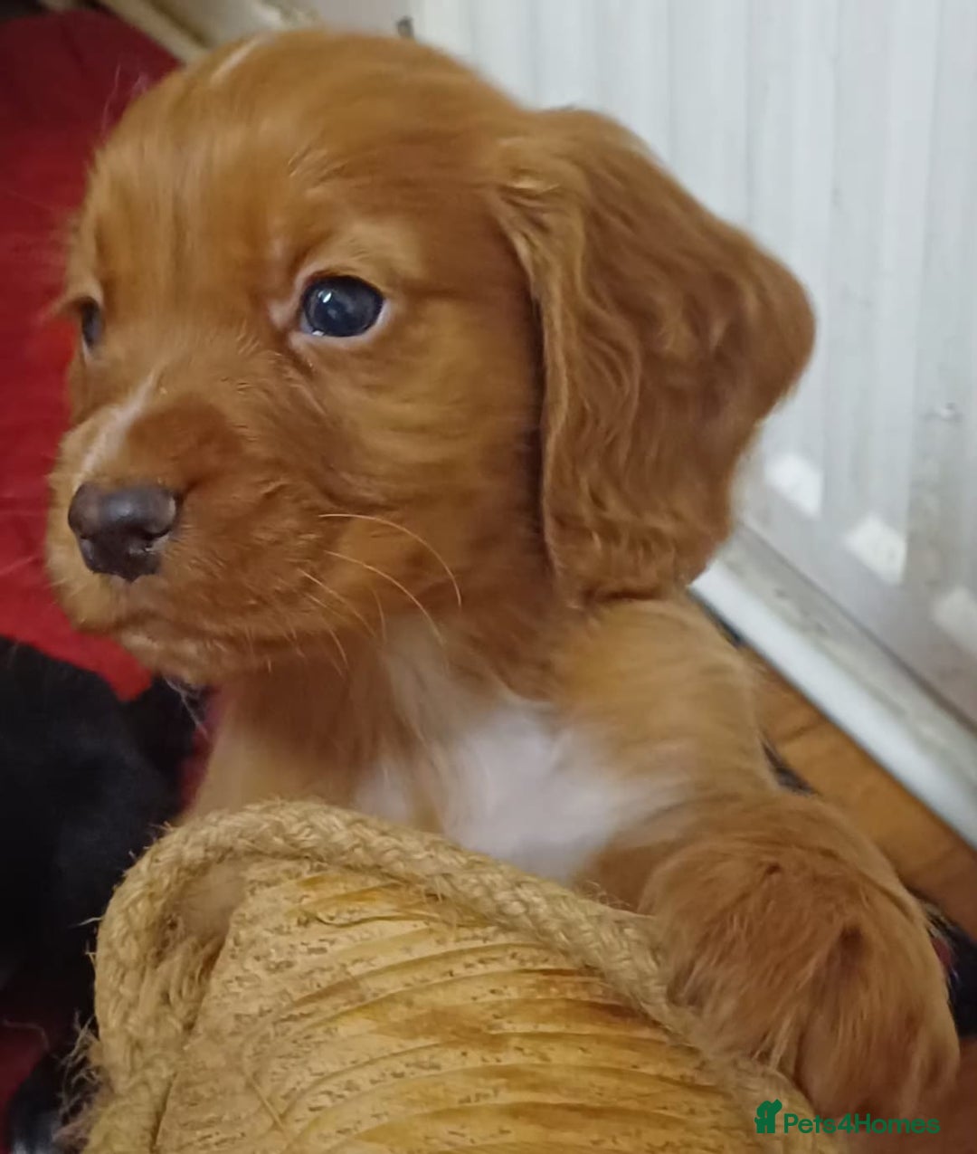 Cocker Spaniel dogs for sale: Working Cocker Spaniel puppies for sale - Advert 4