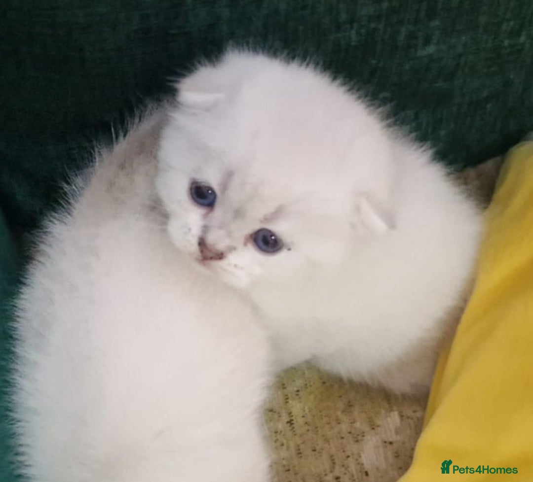 Scottish Fold cats for sale: Scottish Fold Kittens - Image 6
