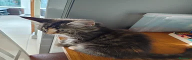 Regular fluffy