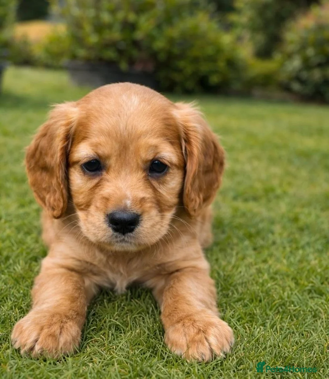 Cocker Spaniel dogs for sale: 🦋🦋 Rosie’s Baby’s 🦋🦋 - Advert 2