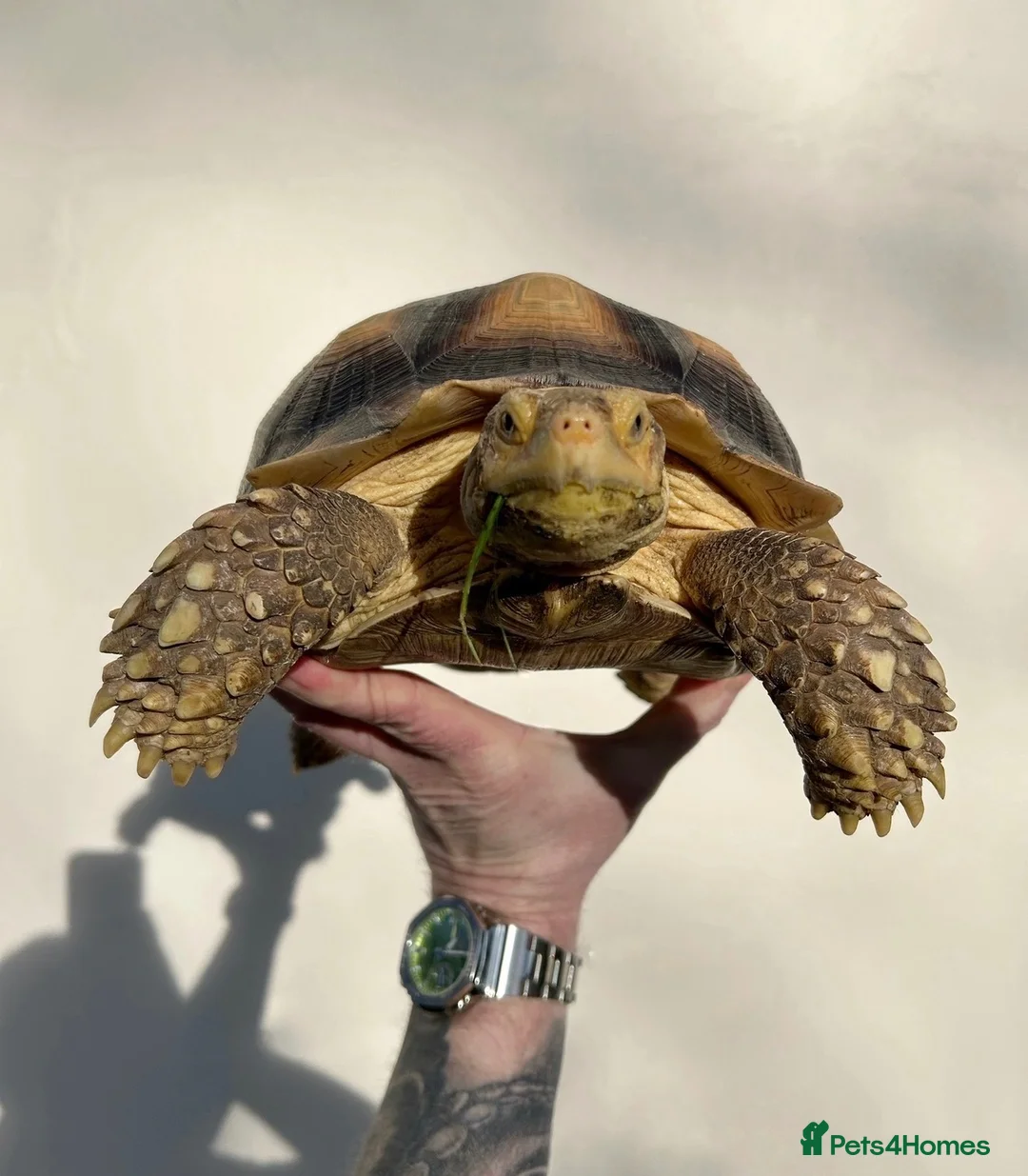Tortoise reptiles for sale: Sulcata tortoise for sale in Bournemouth - Advert 2