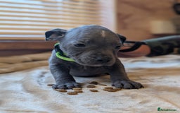 Staffordshire Bull Terrier dogs for sale: Blue/blue&white staffs - Image 30