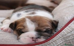English Bulldog dogs for sale: 🐶🏡 Beautiful English Bulldog  Available! 🐾❤️ - Image 4