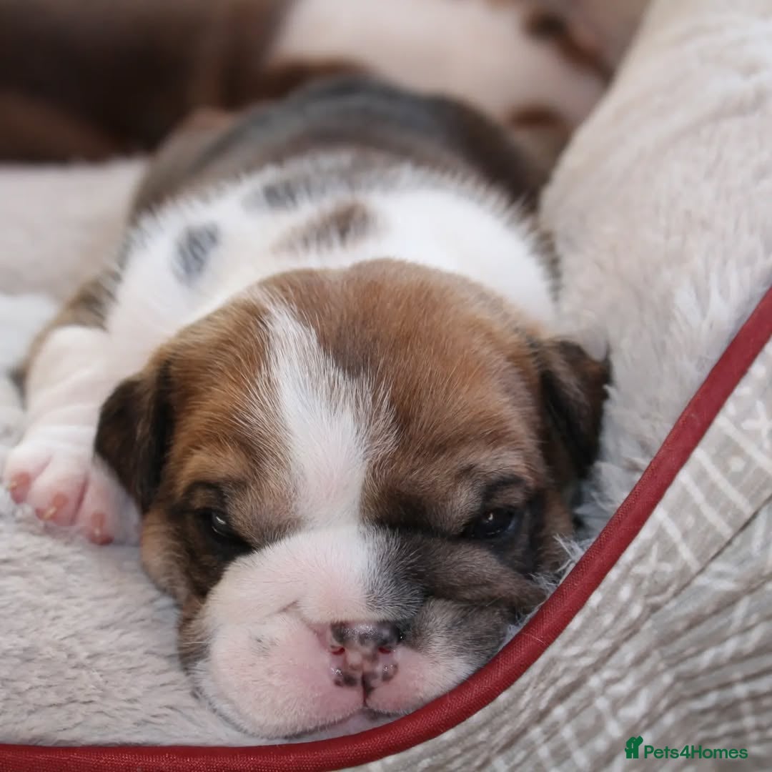 English Bulldog dogs for sale: 🐶🏡 Beautiful English Bulldog  Available! 🐾❤️ - Image 4