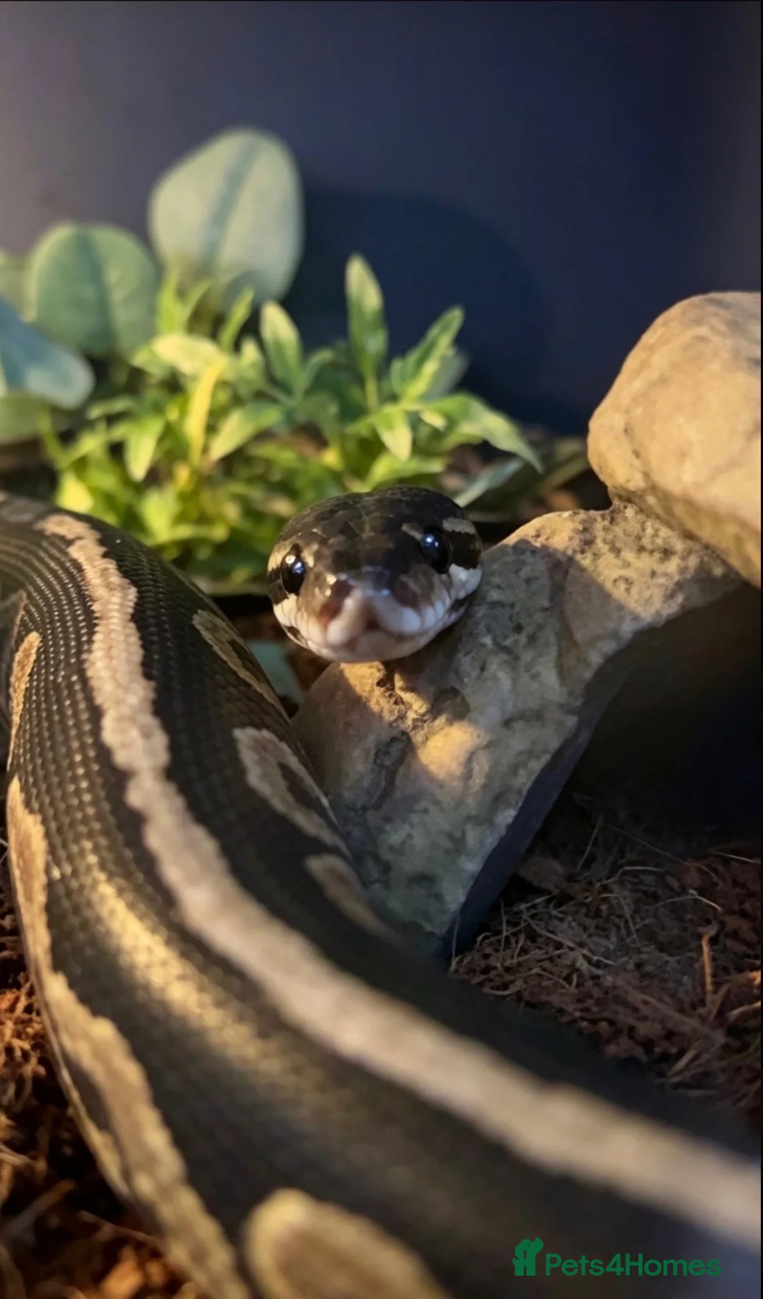 Python Snake reptiles for sale: Royal python  in Swindon - Advert 2
