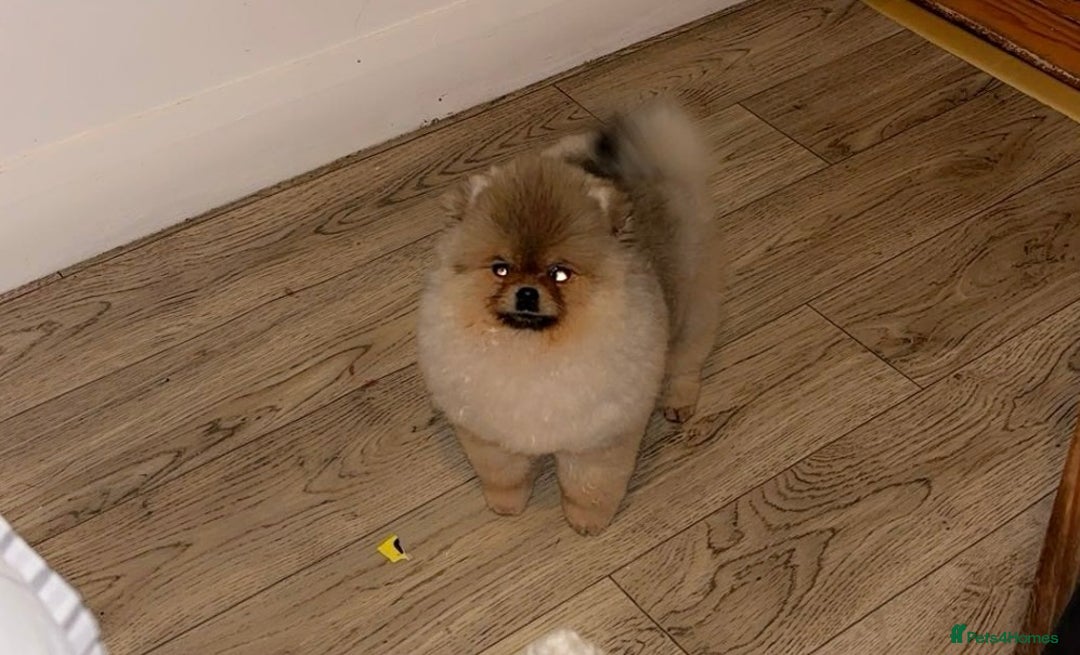 Pomeranian dogs for sale: Stunning tiny teddy bear toy poms - Image 9