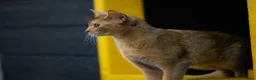 Abyssinian cats for sale: Everybody’s favourite 🤍 - Advert 5