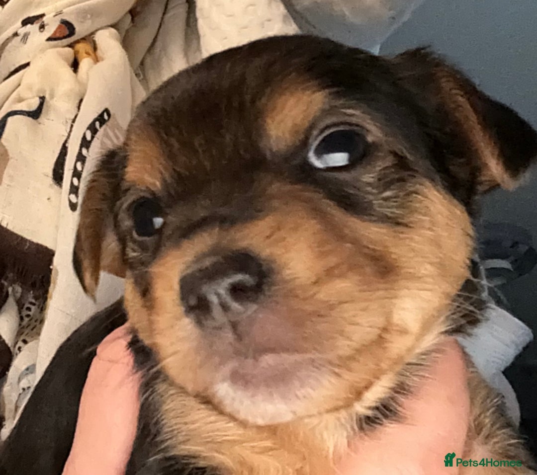 Mixed Breed dogs for sale: Jackawawa puppies 🐾💙1 boy left 💙🐾 - Image 15