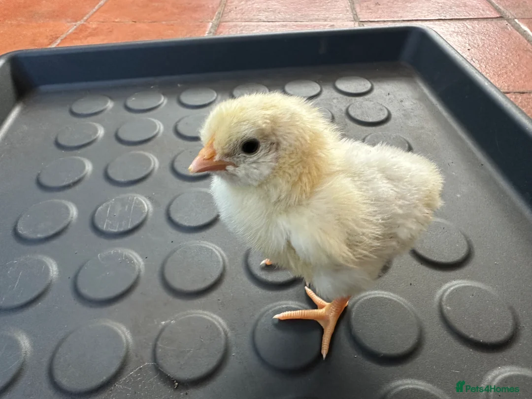 Chickens poultry for sale: Day old chicks  in Sutton - Advert 2