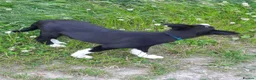 Border Collie dogs for sale: 4 adorable puppies for sale - Advert 6