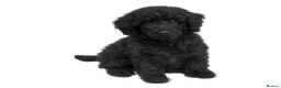 Standard Poodle dogs for sale:  Ready now KC standard poodles Health tested  - Advert 4
