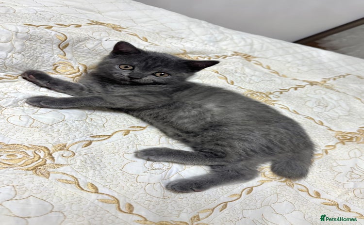 Scottish Fold cats Scottish straight ears last cute kitten 🐾  - Advert 2