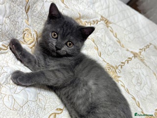 Scottish Fold cats Scottish straight ears last cute kitten 🐾 - Advert 12