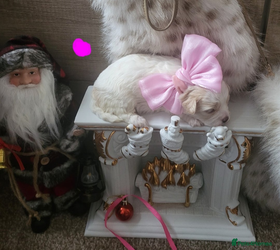 Maltipoo dogs for sale: Toy maltipoo puppies  - Advert 19