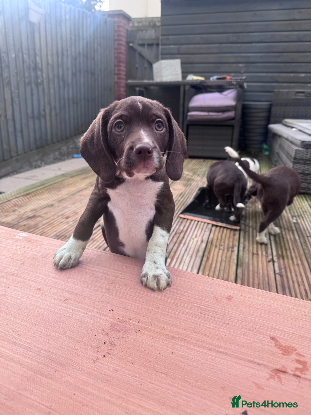 Mixed Breed dogs for sale: Chi sprocker  - Advert 28