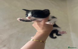 Mixed Breed cats for sale: Beautiful kittens - Image 6