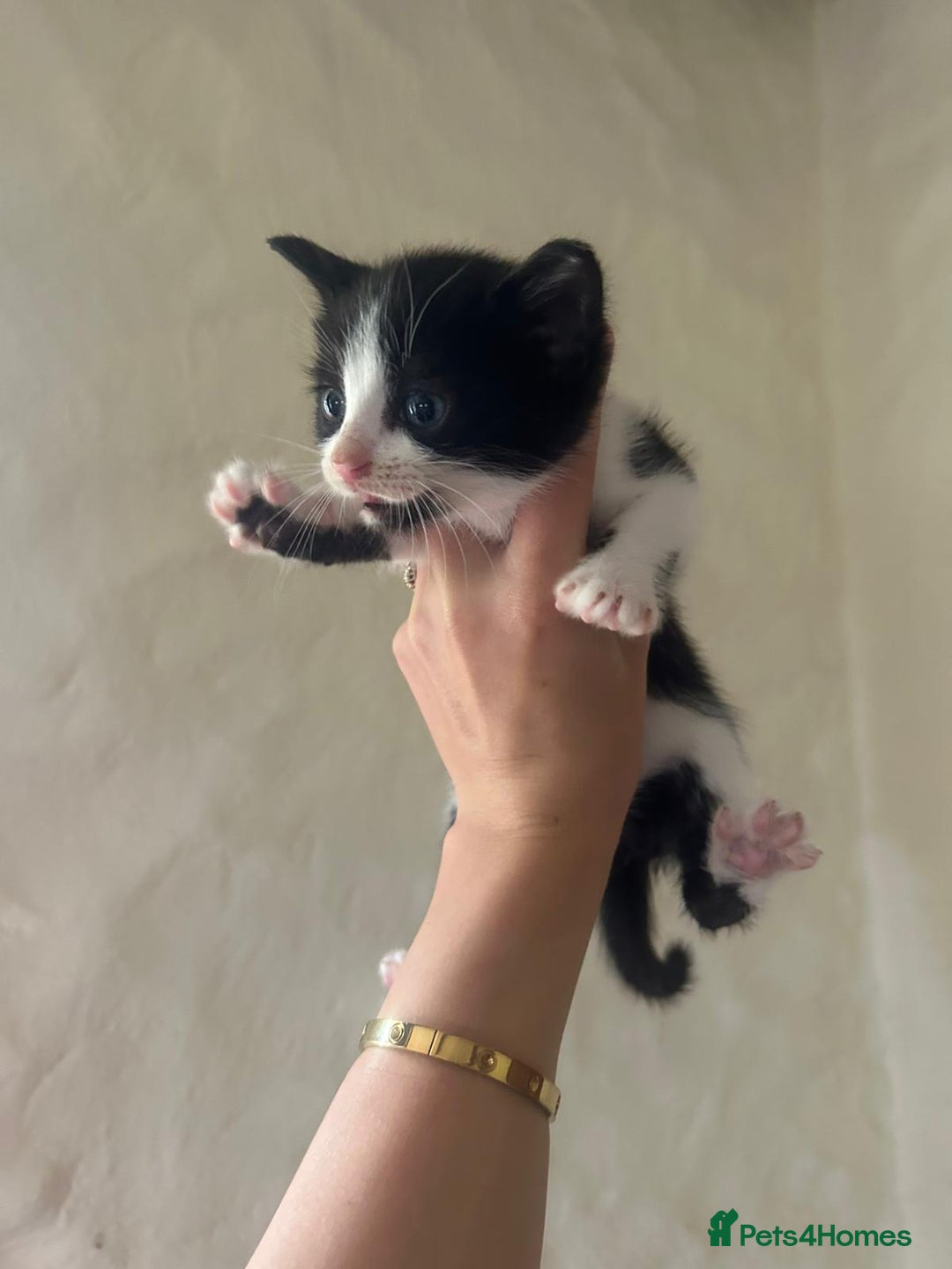 Mixed Breed cats for sale: Beautiful kittens - Image 6