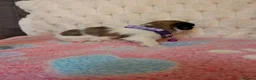 Lhasa Apso dogs for sale: Beautiful Lhasa puppies 6 available  - Advert 21