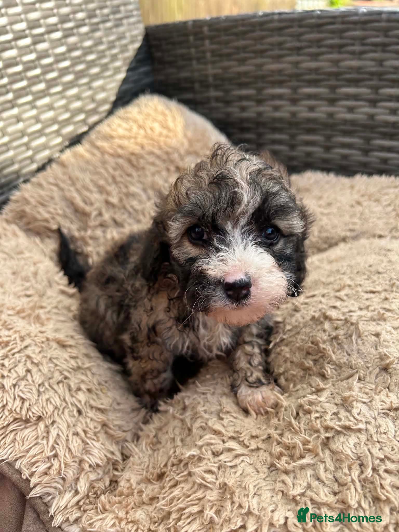 Lhasapoo dogs for sale: 5 gorgous lhasapoos in Bacup - Advert 7