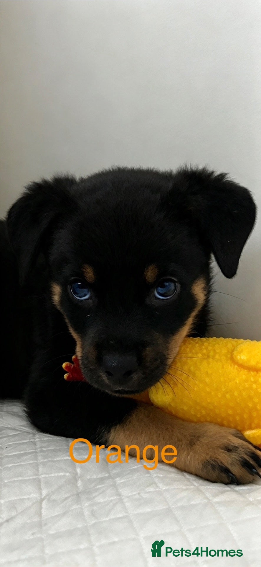 Rottweiler dogs 🐾 KC REGISTERED ROTTWEILER PUPS  - Advert 1