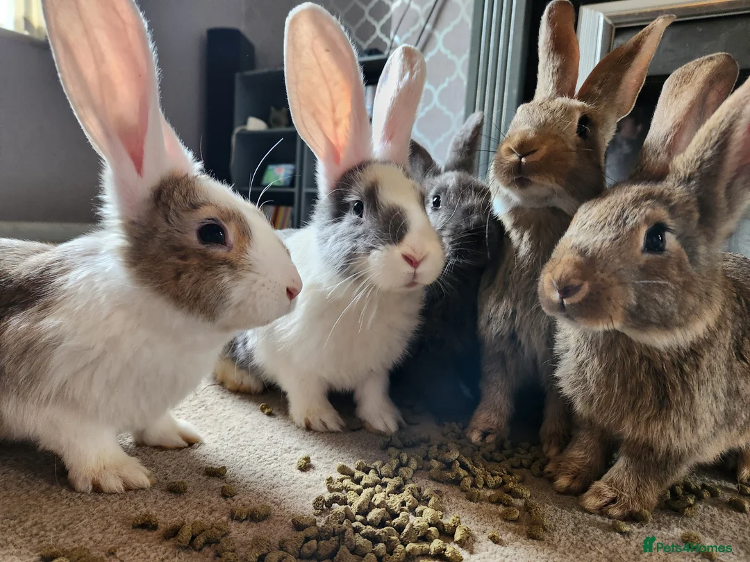 Continental Giant rabbits for sale: Continental giant rabbits - Advert 1