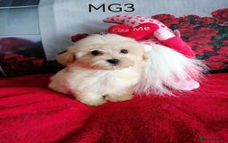 Maltipoo dogs for sale: Miniture Maltipoos  - Image 11