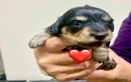 Miniature Dachshund dogs for sale: KC reg black & cream longhaired girl - Image 2