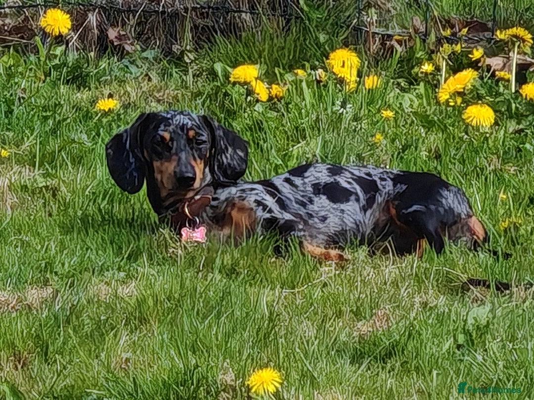 Miniature Dachshund dogs for sale: Relaxed miniature girl - Advert 6