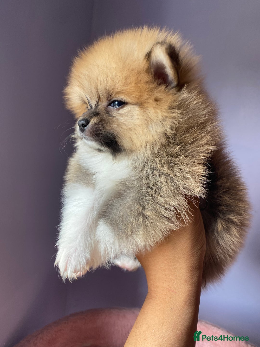 Pomeranian dogs for sale: Beautiful Russian bloodline Pomeranian puppies - Image 13