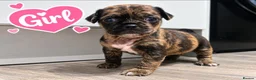 Pug dogs for sale: F1b Cocker Pug Puppies Boy & Girl - Advert 2