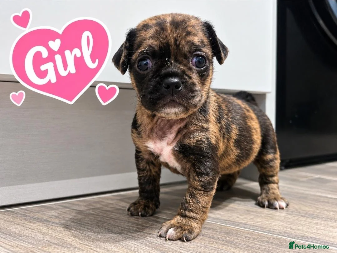 Pug dogs for sale: F1b Cocker Pug Puppies Boy & Girl - Advert 2