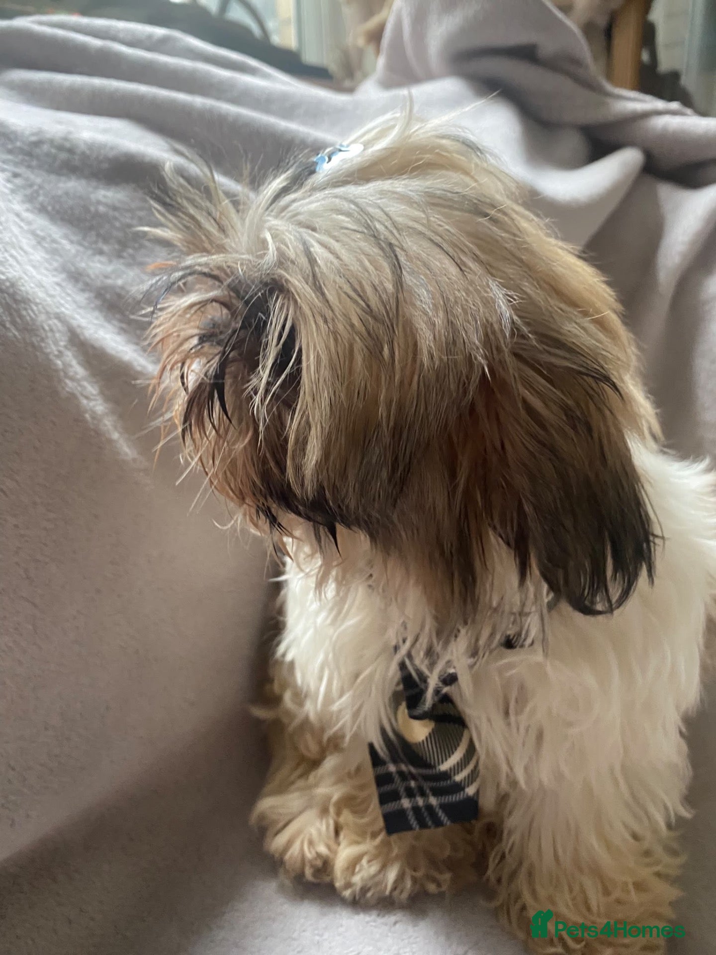 Shih Tzu dogs Lovely boy for sale - Advert 2