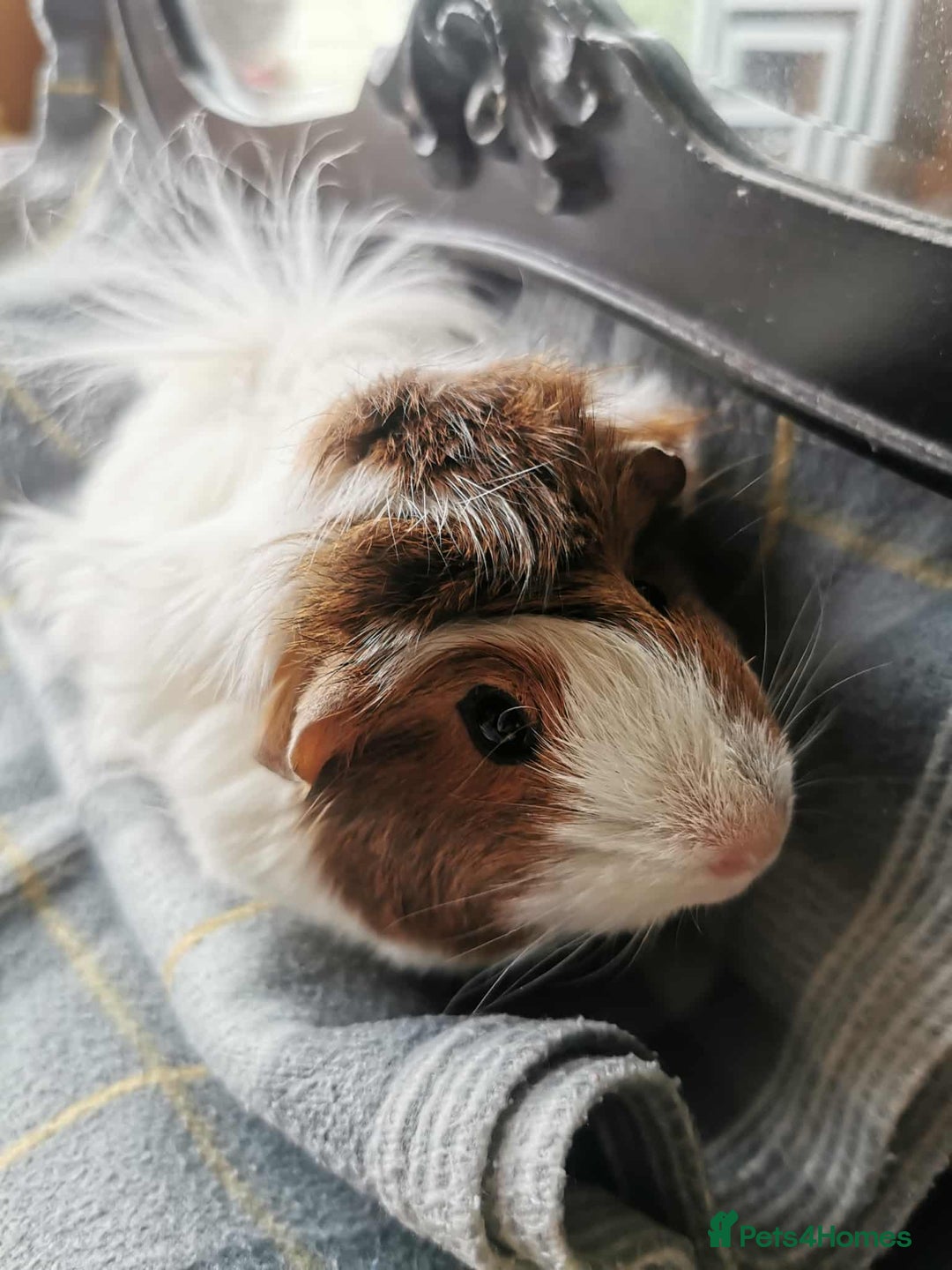 Guinea Pig rodents for sale: 2 Guinea Pig for SALE - Image 4