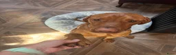 Hungarian Vizsla dogs for sale: KC Viszla needs rehoming 1 year 2 months - Advert 3