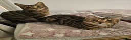 Bengal cats for sale: 2 beautiful bengal X shorthairs - Advert 1