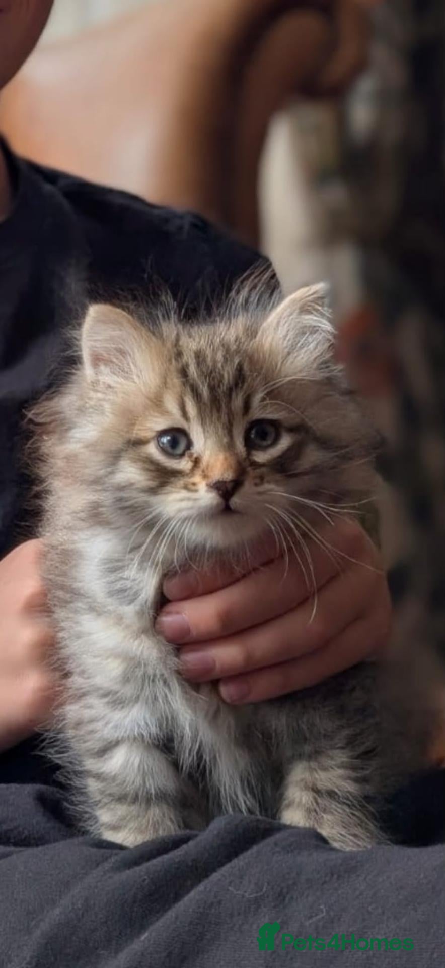 Siberian cats TICA Registered Pedigree Siberian kittens - Advert 1