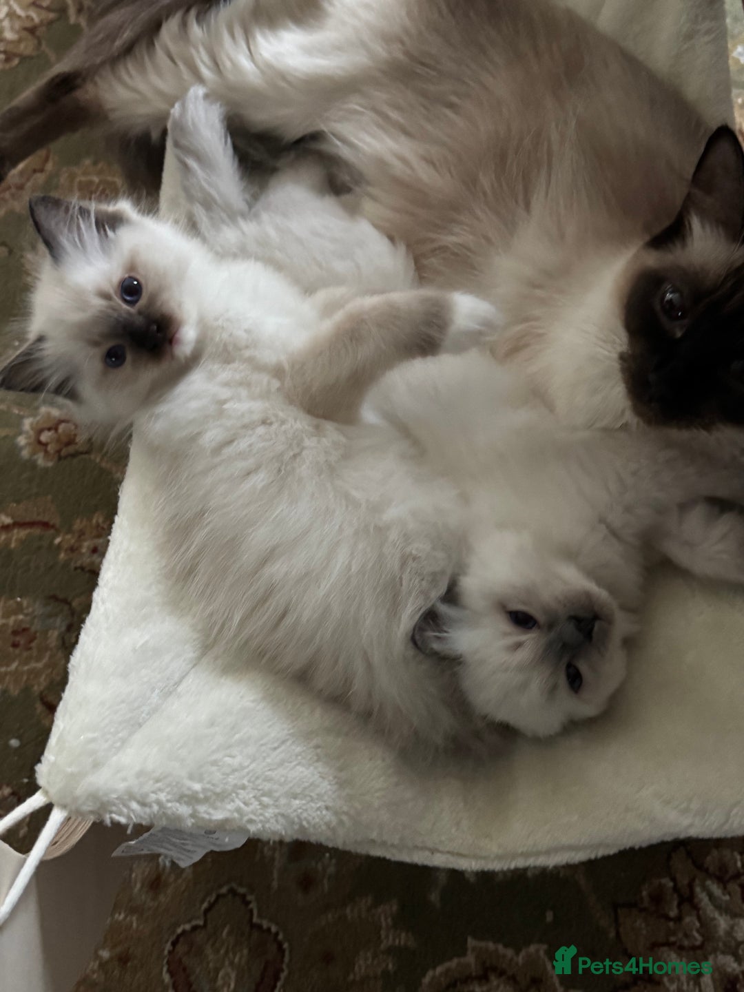 Ragdoll cats for sale: Last mitted Ragdoll boy available  - Advert 3