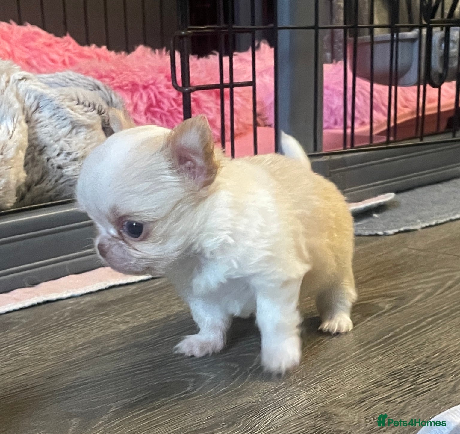 Chihuahua dogs Gorgeous , tiny Longcoat Boy Kc 🌟🌟🌟🌟🌟 - Advert 18