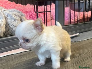 Chihuahua dogs Gorgeous , tiny Longcoat Boy Kc 🌟🌟🌟🌟🌟 - Advert 18