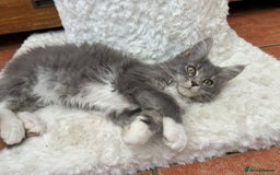 Maine Coon cats for sale: Maine coon kittens - Image 1