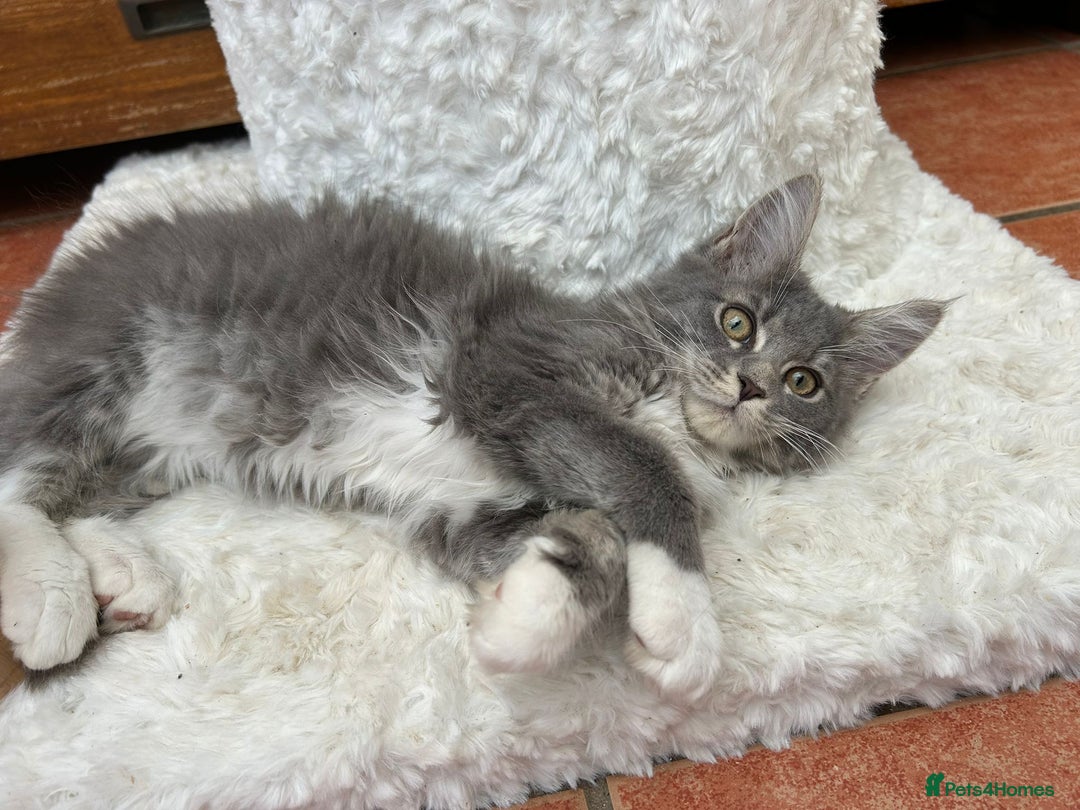 Maine Coon cats for sale: Maine coon kittens - Image 1