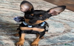 Chihuahua dogs for sale:  Chihuahua Puppies  - Image 6