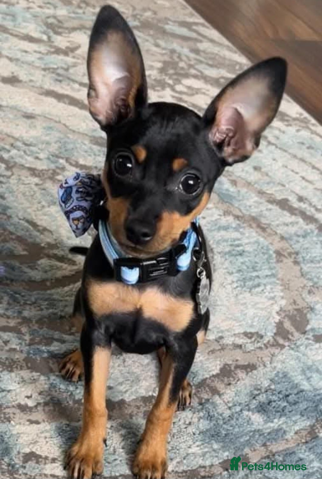 Chihuahua dogs for sale:  Chihuahua Puppies  - Image 6